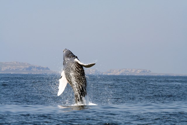 Whale Marietas