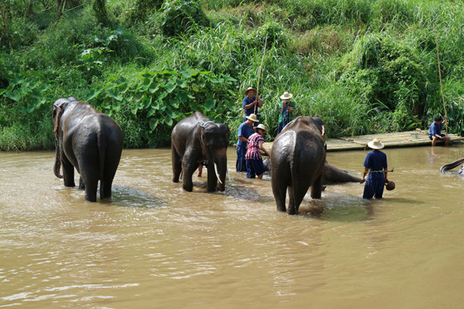 Chiang Mai elephant