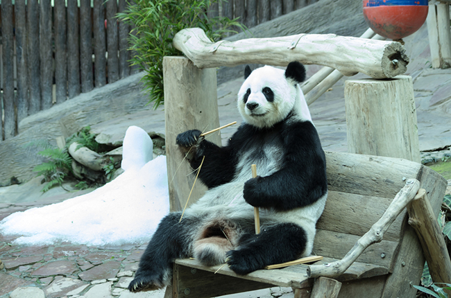 giant panda chiang mai zoo