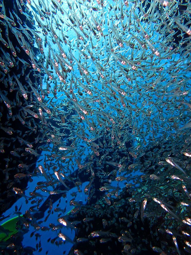 australia grande barreira de corais mergulho