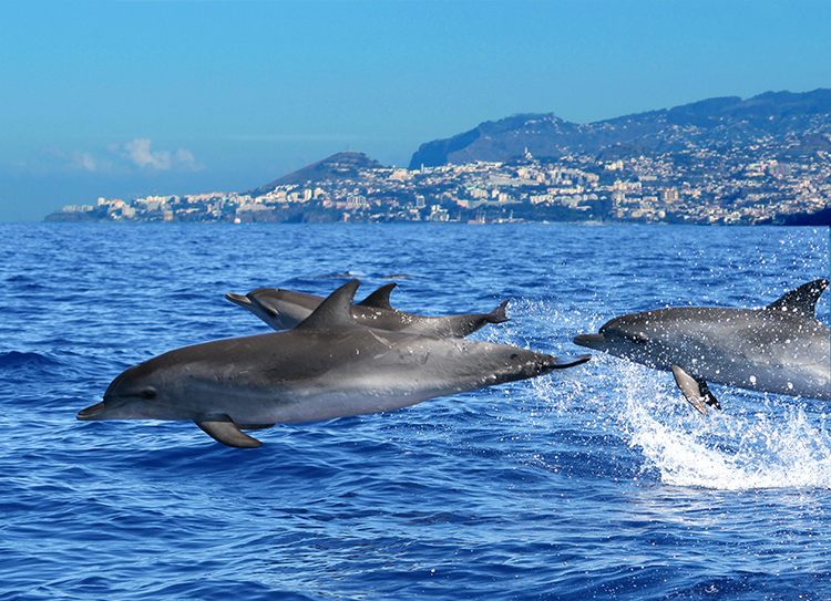 Observacao golfinhos ilha madeira portugal