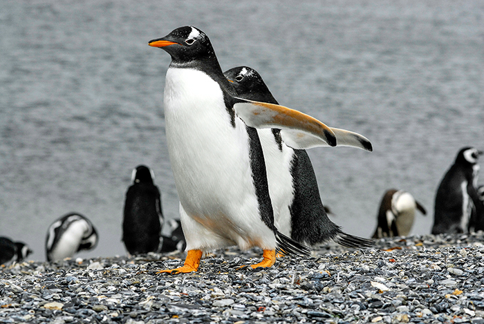 Visitar os pinguins na Patagônia, uma experiência inesquecível! (Foto: divulgação) 