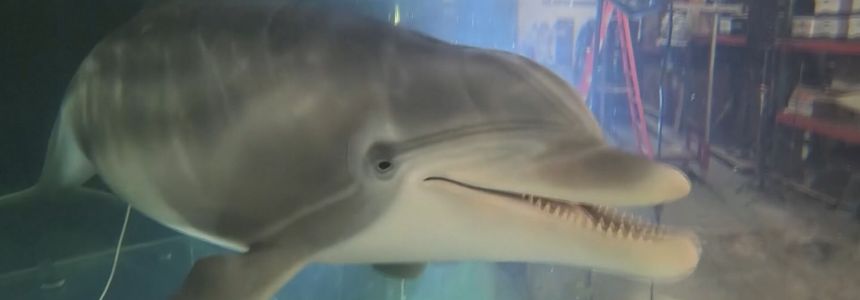 Empresa cria golfinho robô hiper-realista para substituir animais em aquário