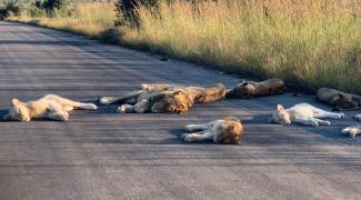 Leões aproveitam quarentena para relaxar em parque na África do Sul