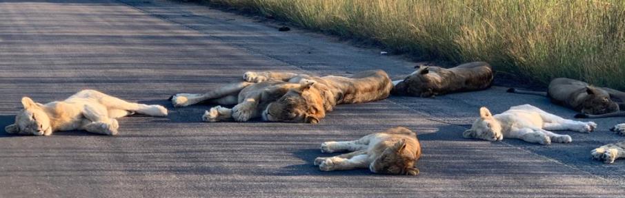 Patrulheiro do Parque Nacional Kruger flagrou bando de leões estirados no meio da estrada