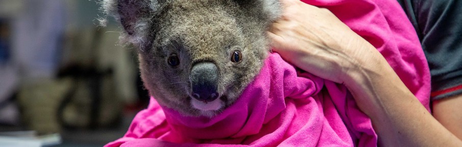 Animais estavam sendo tratados no único hospital do mundo voltado somente para coalas