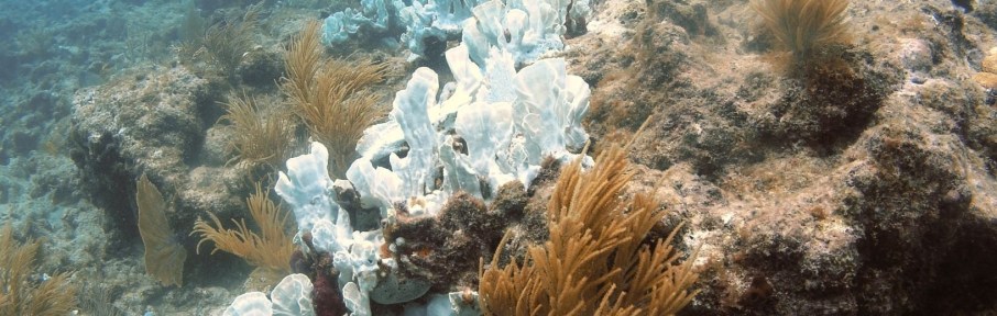 Maior recife de coral do mundo cobre mais de 210 mil quilômetros quadrados e é o lar de mais de 1.500 espécies de peixes