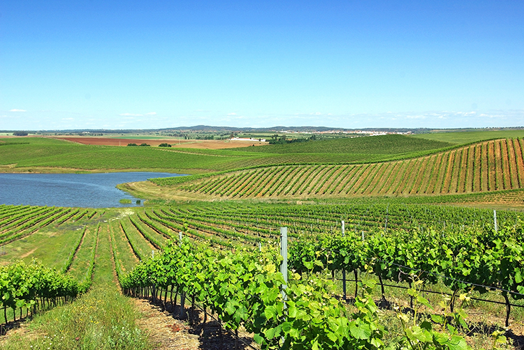 Região dos Vinhos Verdes, em Portugal, é deleite para olhos e paladar; veja onde ir