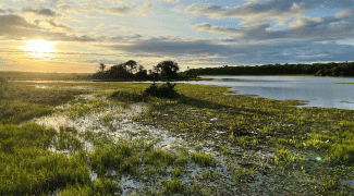 Pantanal, um refúgio na natureza