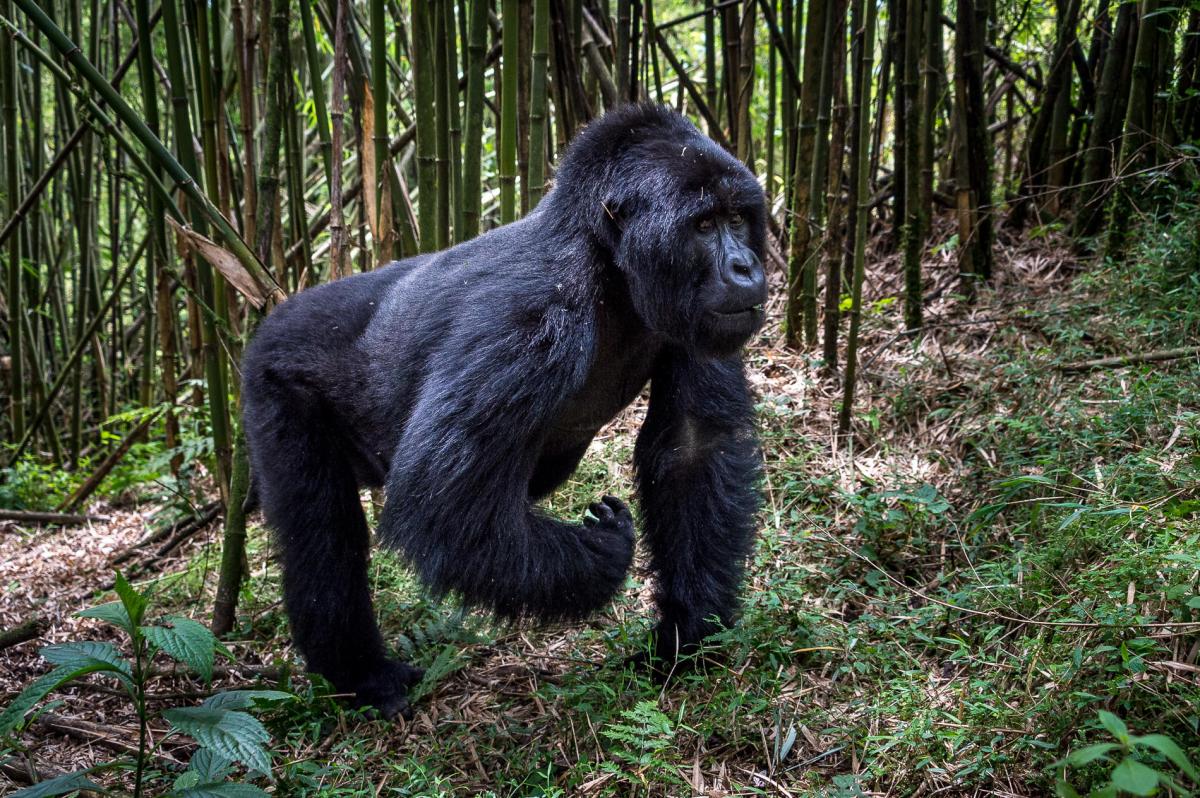 What it’s like to be side by side with Rwandan gorillas in Volcanoes National Park