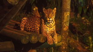 Zoológico de São Paulo lança passeio noturno durante as férias de julho